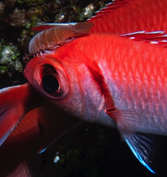Big Eye with Copepod